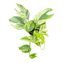 Live Sale Plant 281 Epipremnum Pinnatum Marble