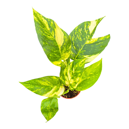 Live Sale Plant 282 Epipremnum Pinnatum Yellow Flame