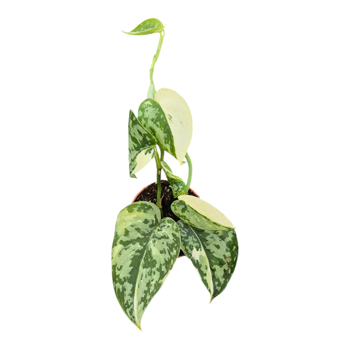 Live Sale Plant 283 Scindapsus Mayari Variegata