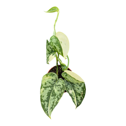 Live Sale Plant 283 Scindapsus Mayari Variegata