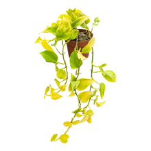 Live Sale Plant 285 Epipremnum Champs Elysees