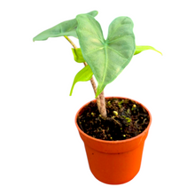Alocasia Nycteris Batwing