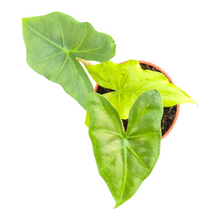 Alocasia Nycteris Batwing