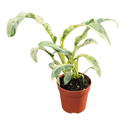 Epipremnum Giganteum Variegata