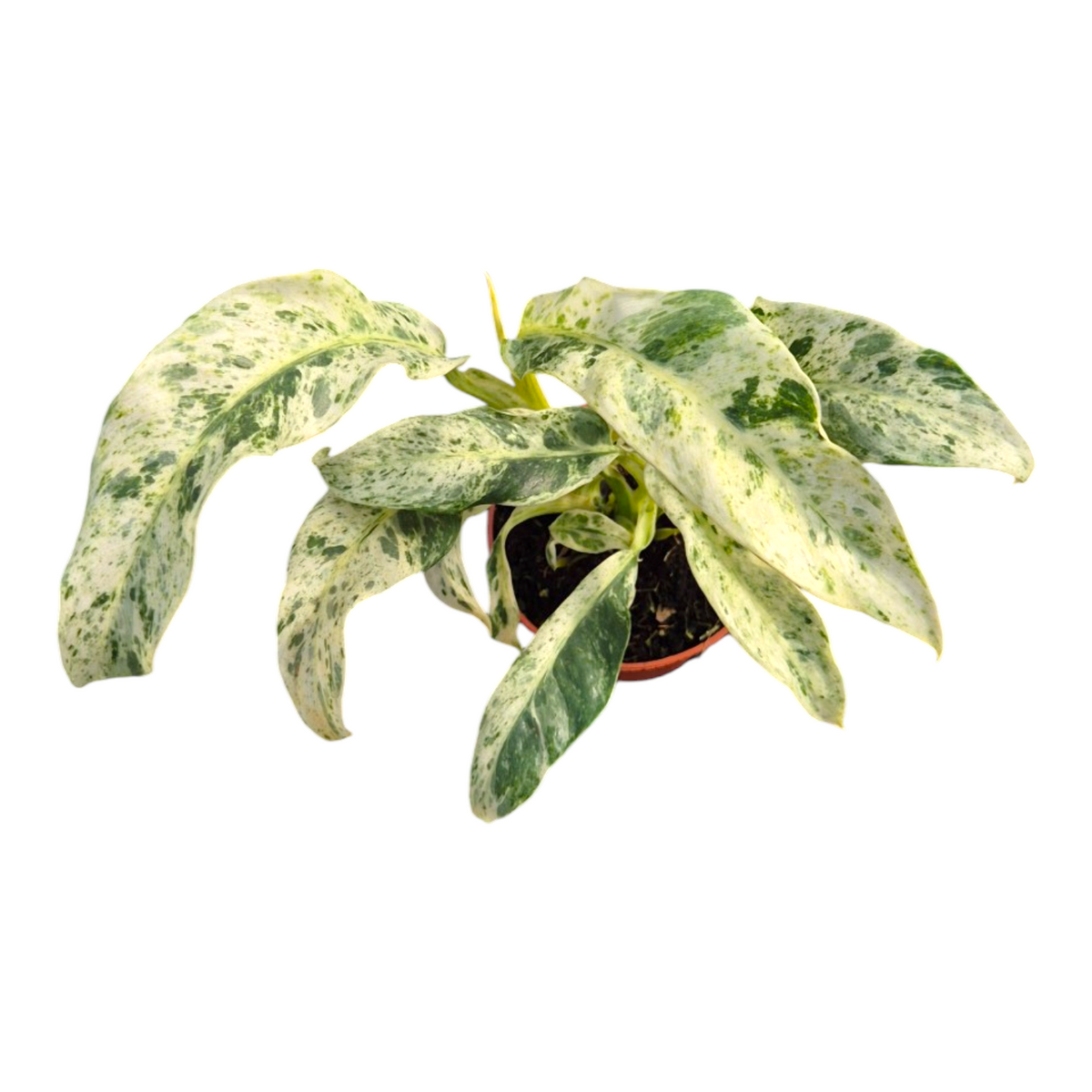 Epipremnum Giganteum Variegata