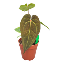 Selected Anthurium Papillilaminum Dropbear X No ID Jayda