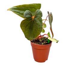 Selected Anthurium Deadpool X Twin Phoenix Narrow