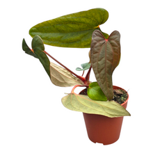 Selected Anthurium Deadpool X Twin Phoenix Narrow