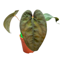 Selected Anthurium Magma X Eyewall