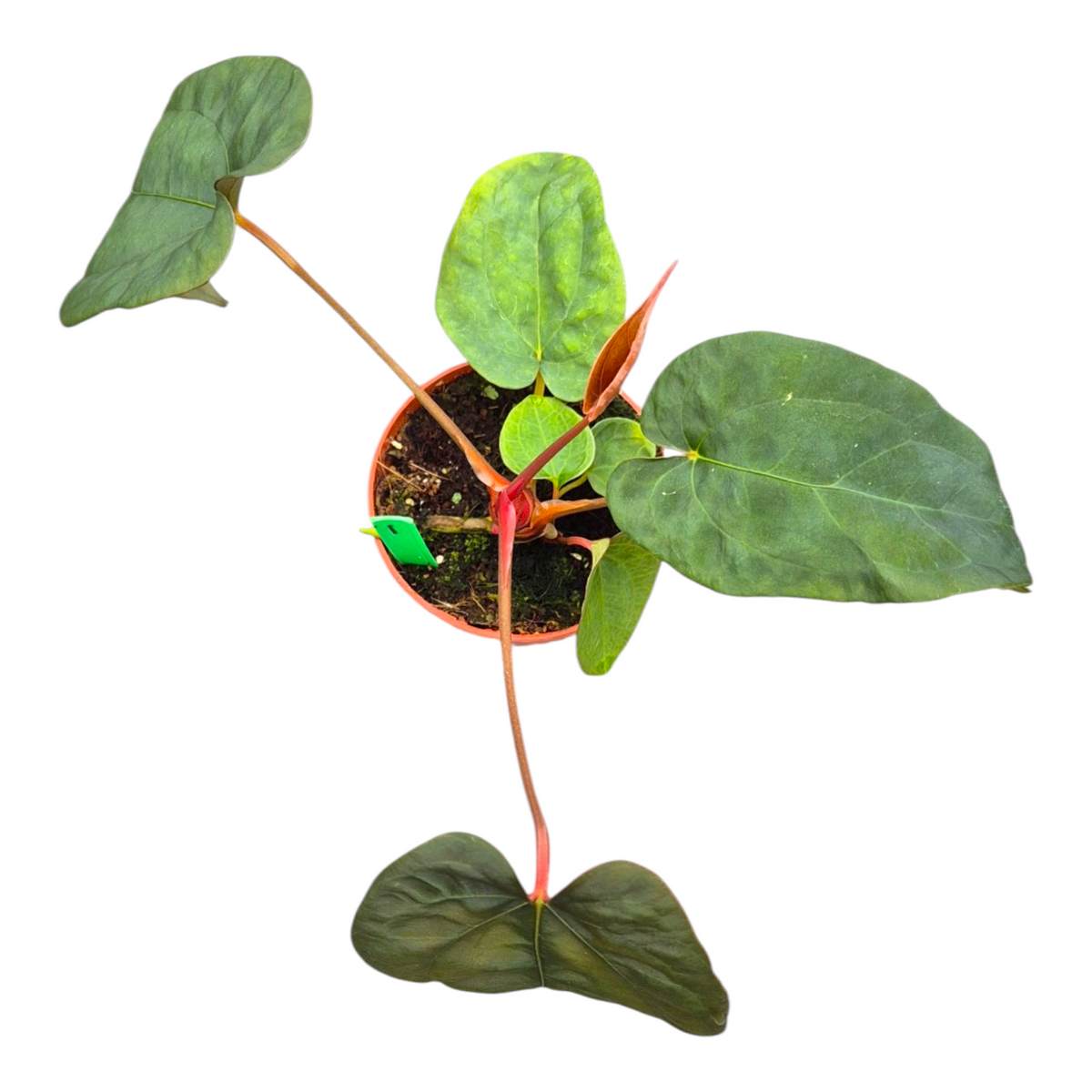 Selected Anthurium Magma X Eyewall