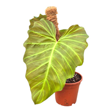 Philodendron Corsinianum