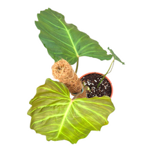 Philodendron Corsinianum