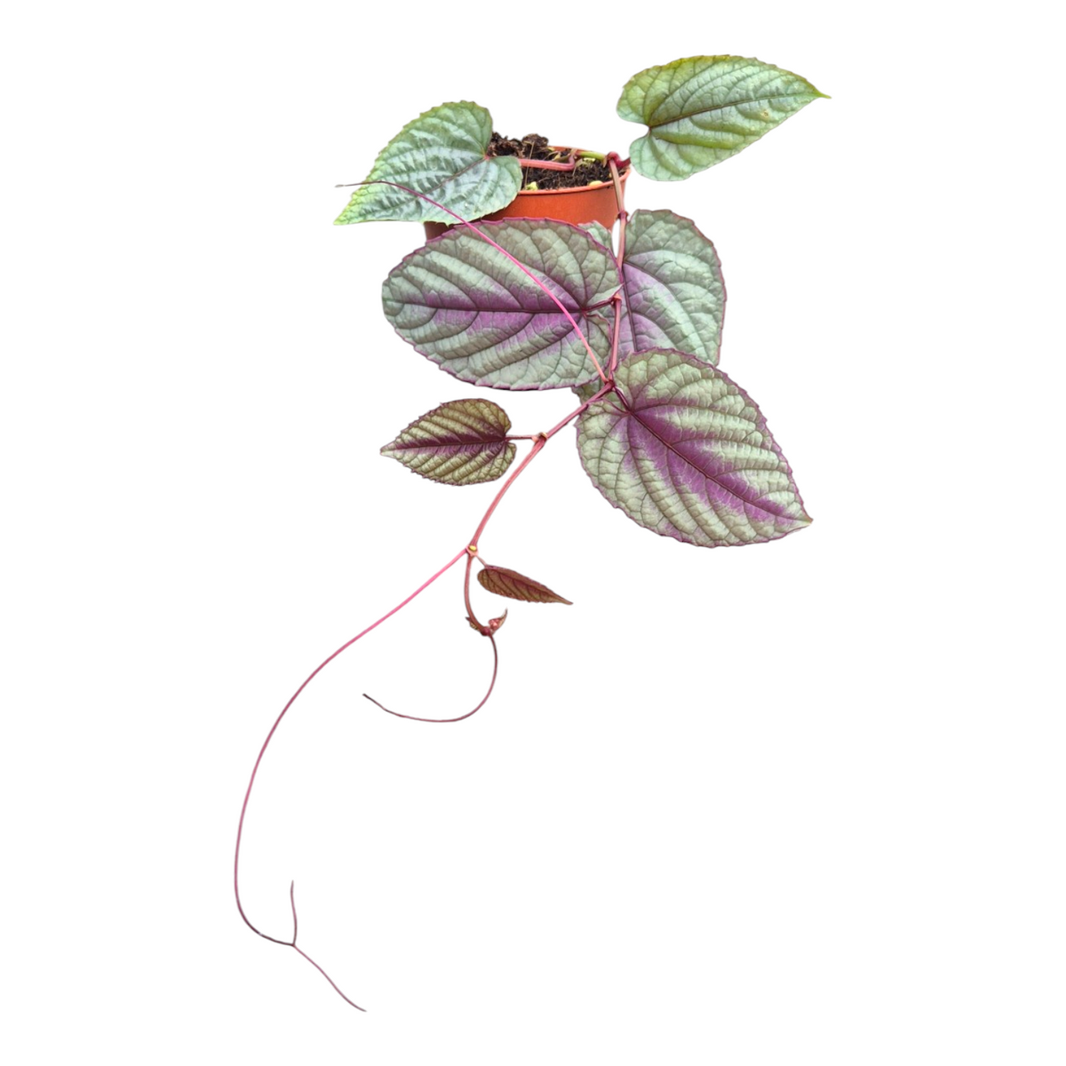 เถาองุ่นใบด่างสีม่วง (Cissus Discolor)