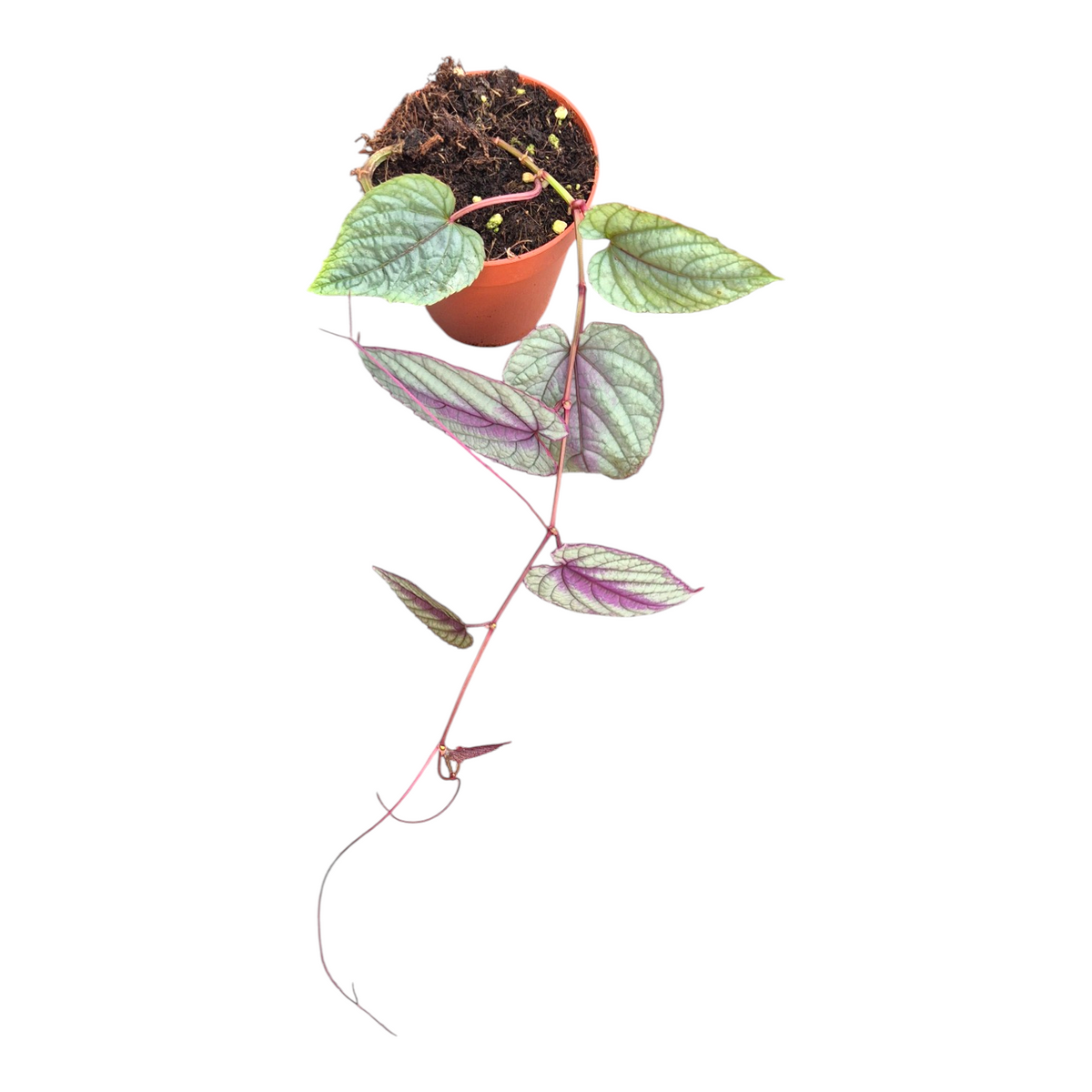 เถาองุ่นใบด่างสีม่วง (Cissus Discolor)