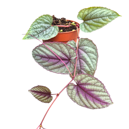 เถาองุ่นใบด่างสีม่วง (Cissus Discolor)
