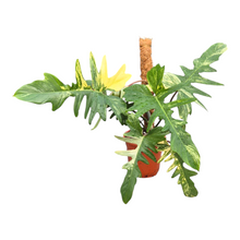 Philodendron Kitina