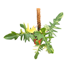Philodendron Kitina