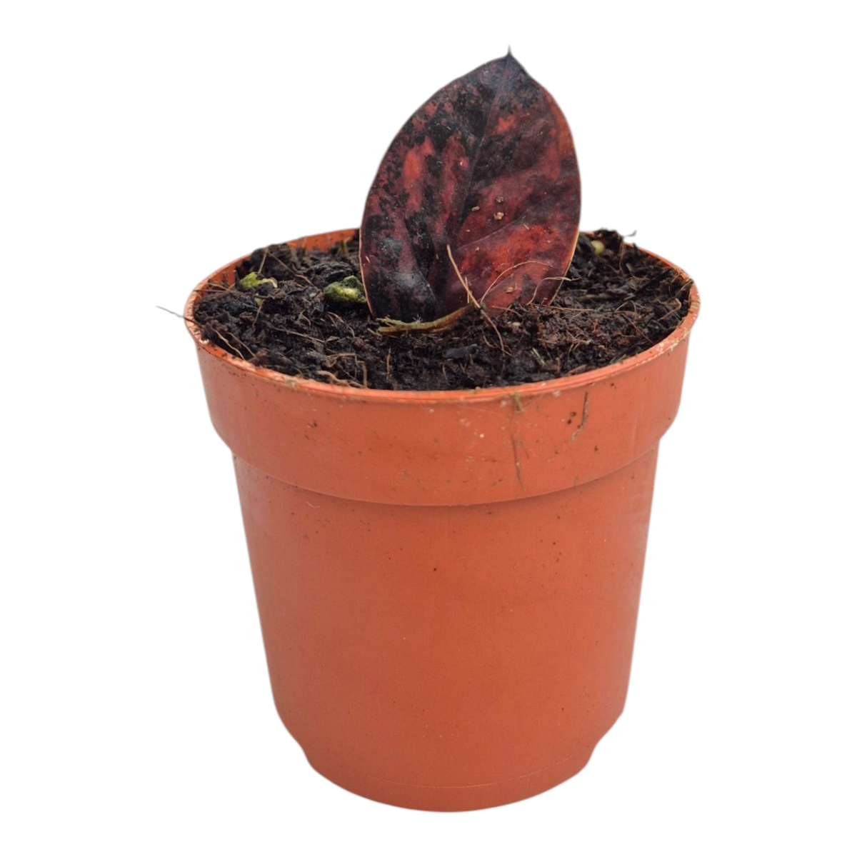 Zamioculcas Black Pink Orange