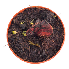 Zamioculcas Black Pink Orange