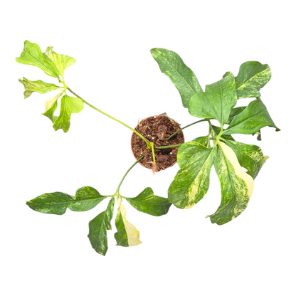 Anthurium Clavigerum Variegata