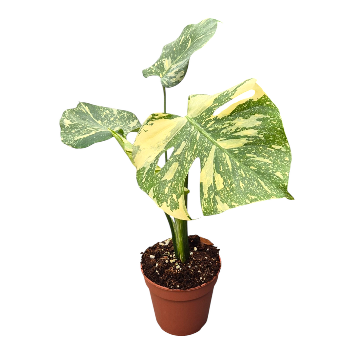 Monstera White Snow