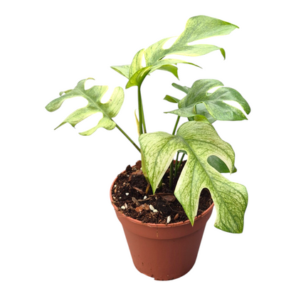 Rhaphidophora Tetrasperma White Monster