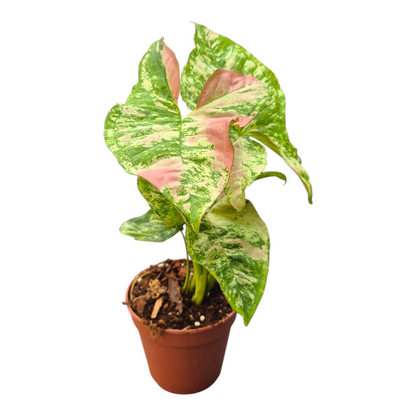 Syngonium Strawberry Princess