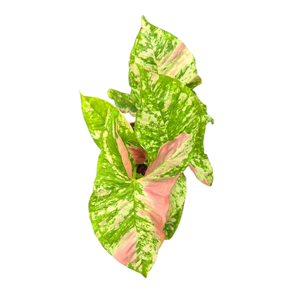 Syngonium Strawberry Princess