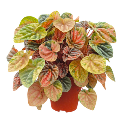 Peperomia Candora® Dalí