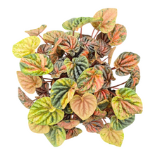 Peperomia Candora® Dalí