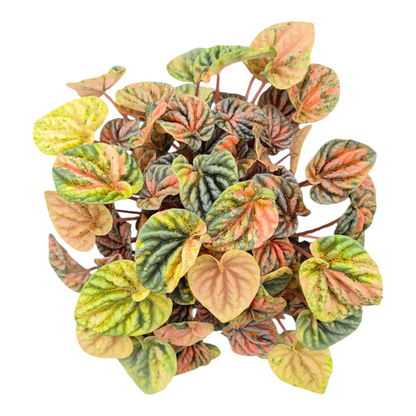 Peperomia Candora® Dalí