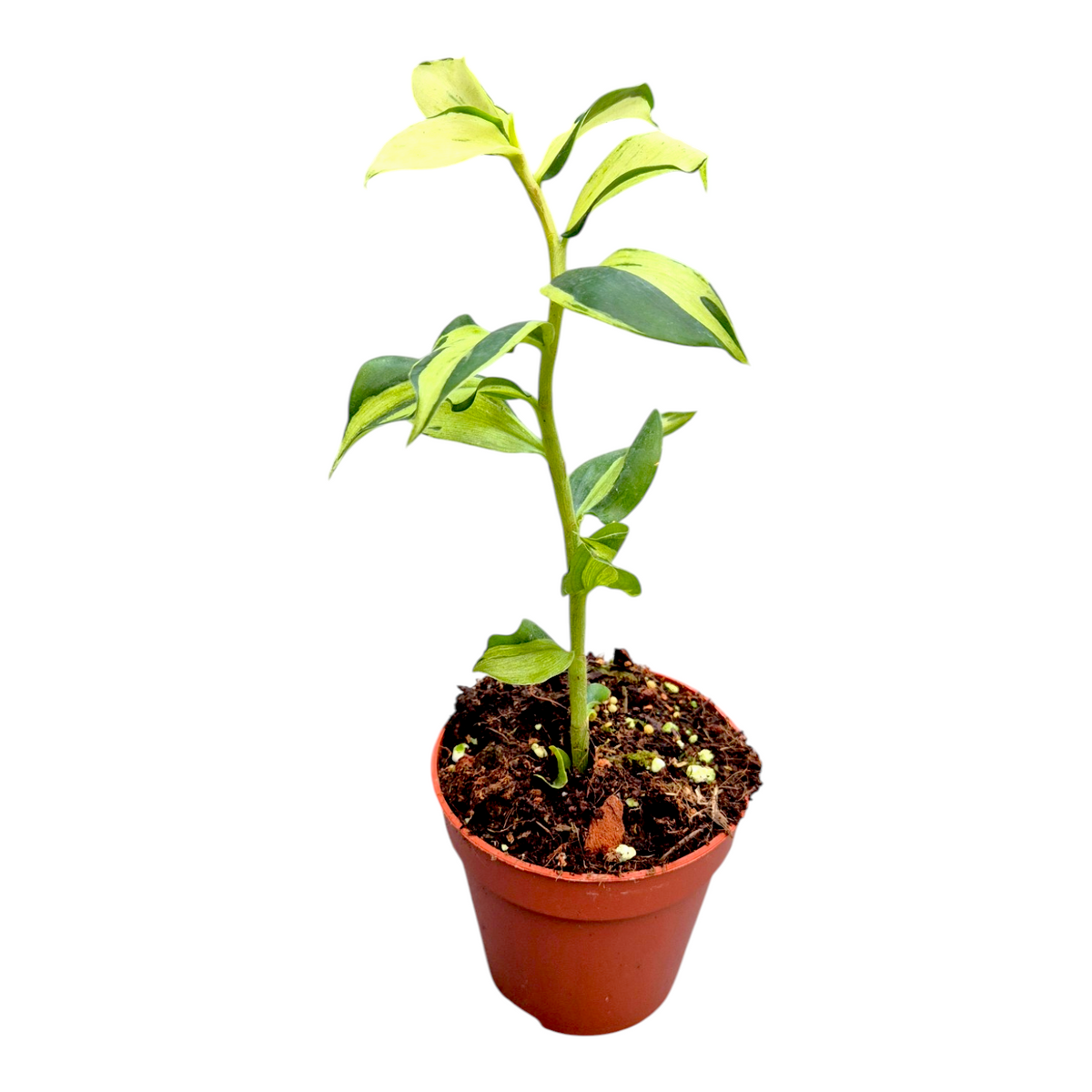 Costus Green Mint