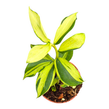Costus Green Mint
