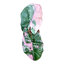 Alocasia Yucatan Princess Pink Variegata