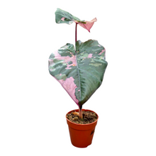Alocasia Yucatan Princess Pink Variegata