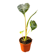 Alocasia Longiloba Aurea Variegata