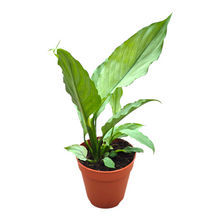 Spathiphyllum Grey
