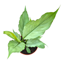 Spathiphyllum Grey