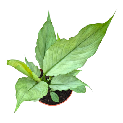 Spathiphyllum Grey