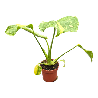 Selected Monstera Electro Light Tricolor