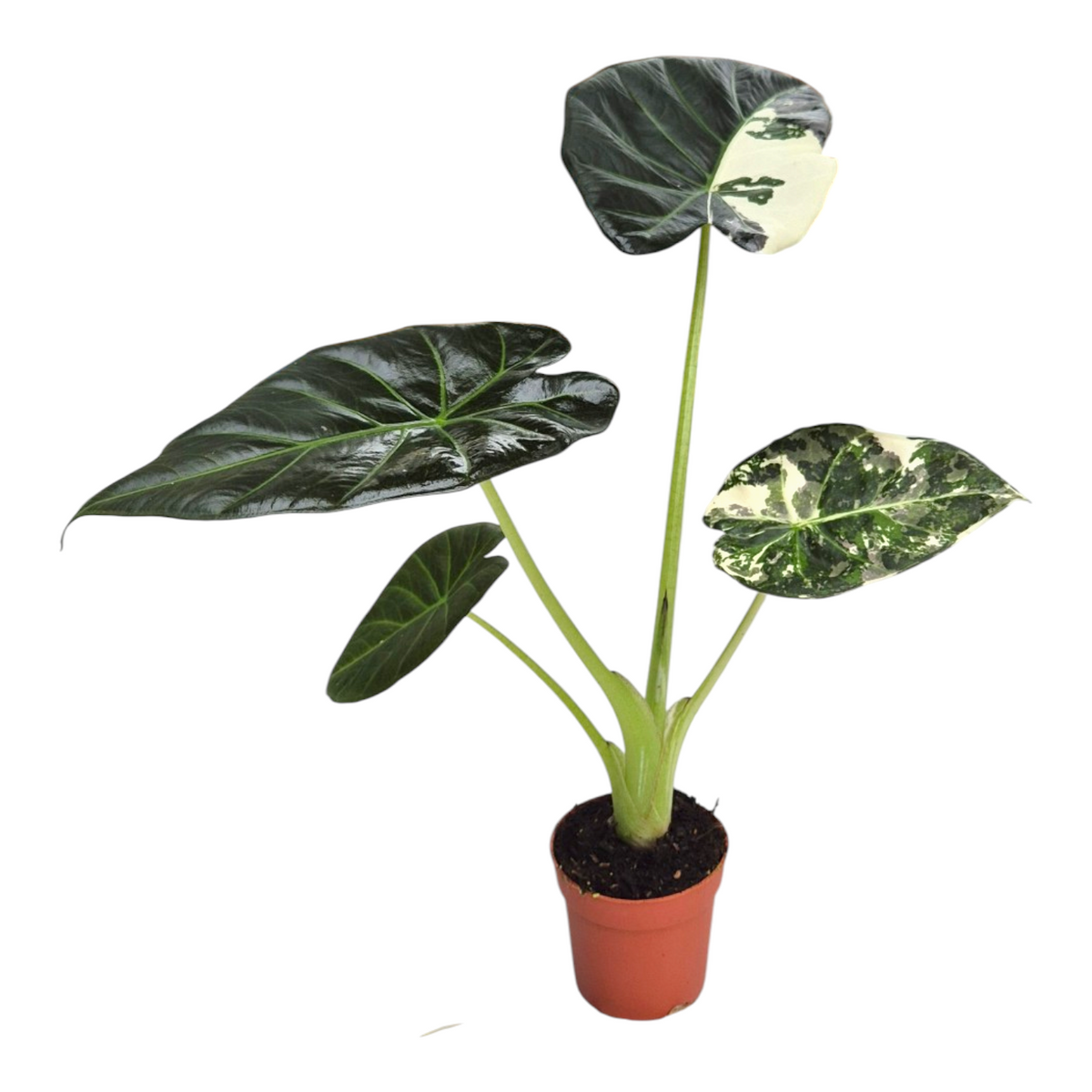 Alocasia Regal Shields Variegata sélectionné
