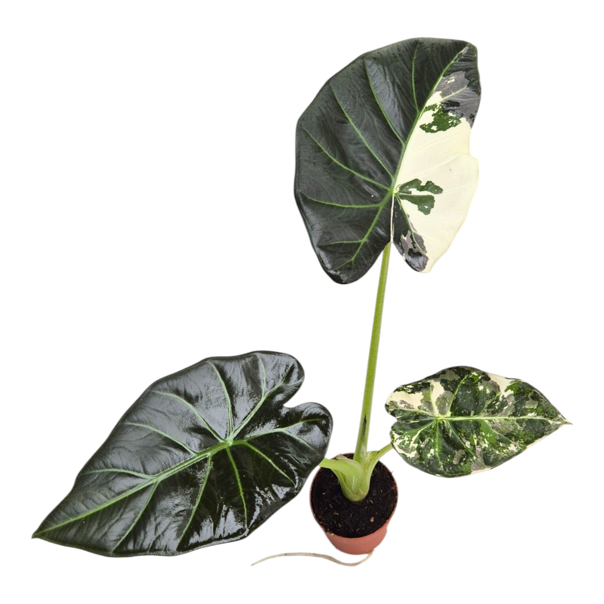 Alocasia Regal Shields Variegata sélectionné