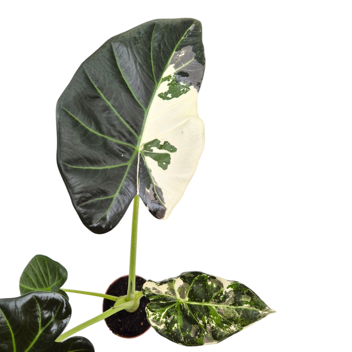 Alocasia Regal Shields Variegata sélectionné