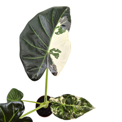 Alocasia Regal Shields Variegata sélectionné