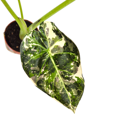 Alocasia Regal Shields Variegata sélectionné