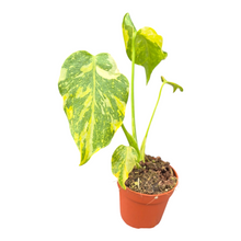 Selected Monstera Electro Light Tricolor