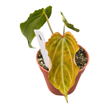 Selected DocBlock Anthurium Black Widow® '43' X Red Velvet Cake® '24' Variegata