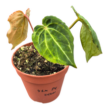 Selected DocBlock Anthurium Black Widow® '43' X Red Velvet Cake® '24' Variegata