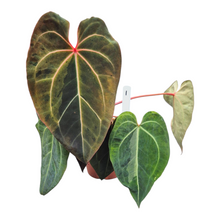 Selected DocBlock Anthurium (Red Velvet Cake® '24' X Dark & Handsome® '9') X Black Widow® '43' Variegata