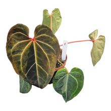 Selected DocBlock Anthurium (Red Velvet Cake® '24' X Dark & Handsome® '9') X Black Widow® '43' Variegata